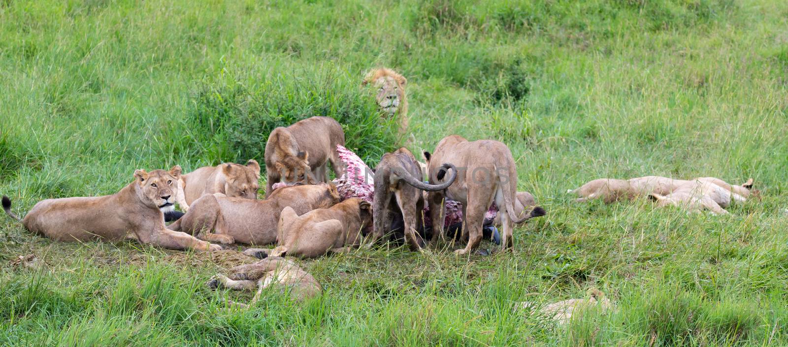 The lion family is eating a buffalo between tall grass