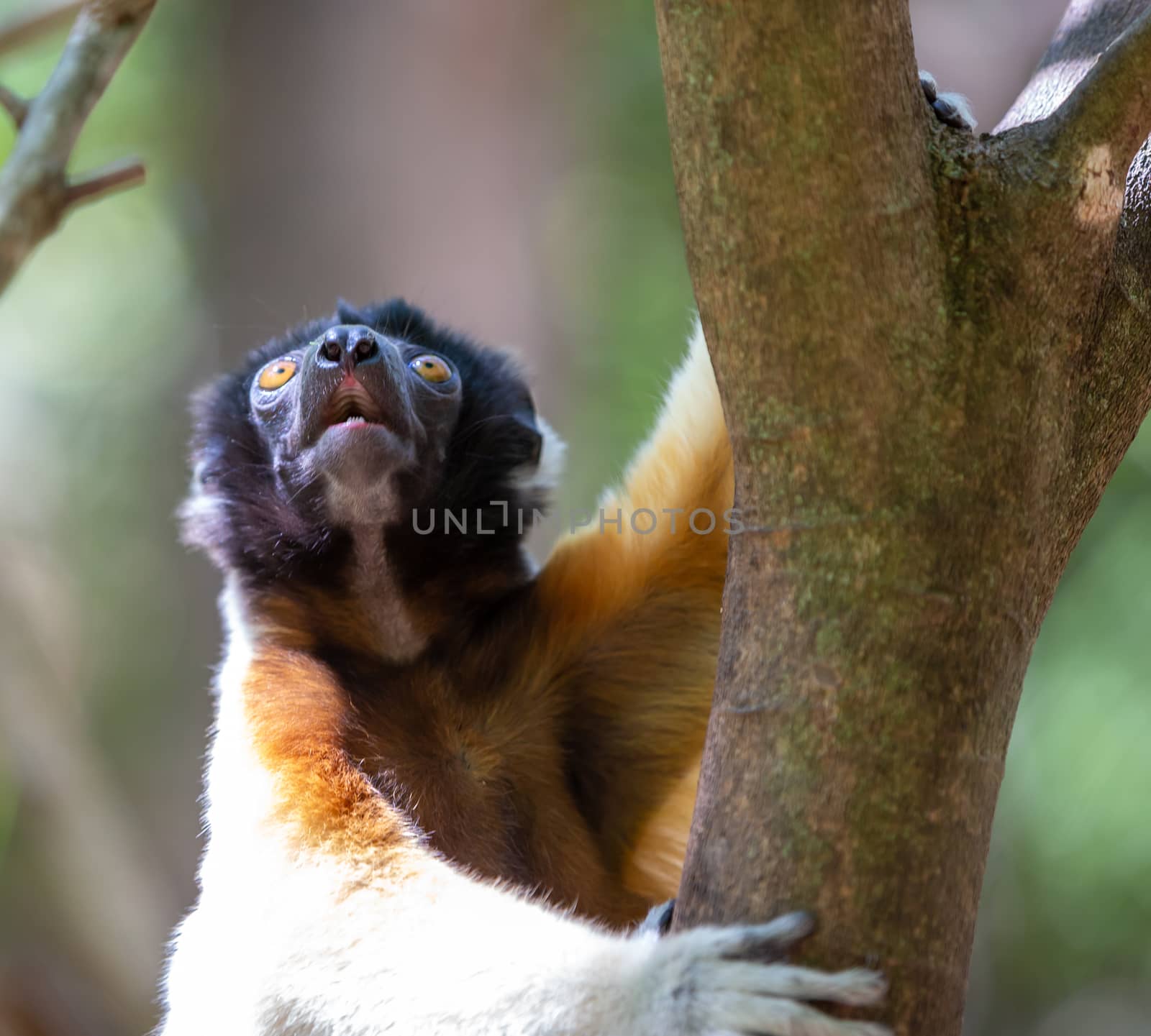 One Sifaka lemur that has made itself comfortable in the treetop