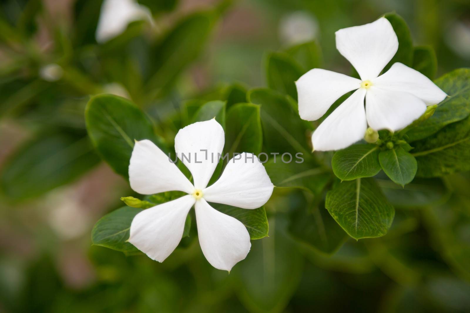 Colorful plants and flowers on the island of Madagascar