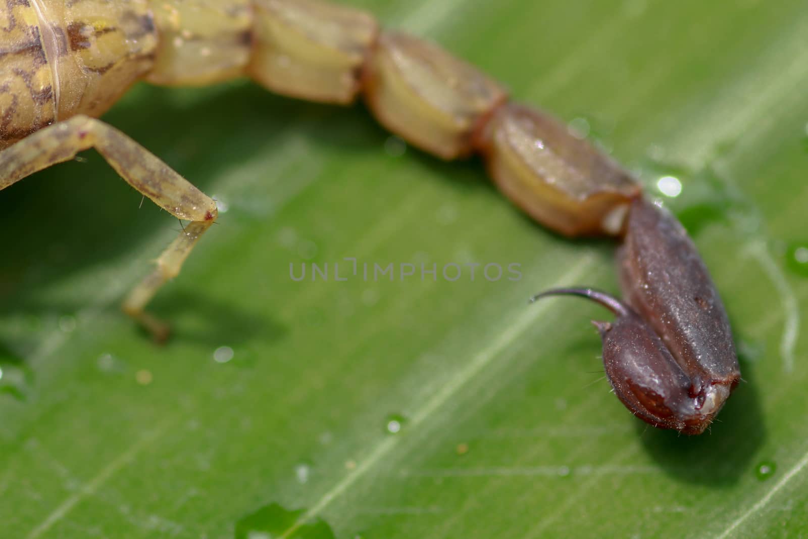 Sting and venom at the tip of Israeli Yellow Scorpion stinger and tail. Leiurus hebraeus, the Hebrew deathstalker. A deadly scorpion that can kill a human.