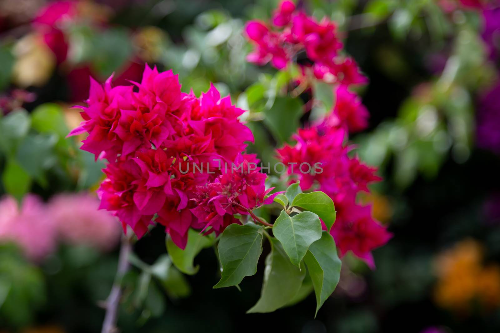 Colorful plants and flowers on the island of Madagascar