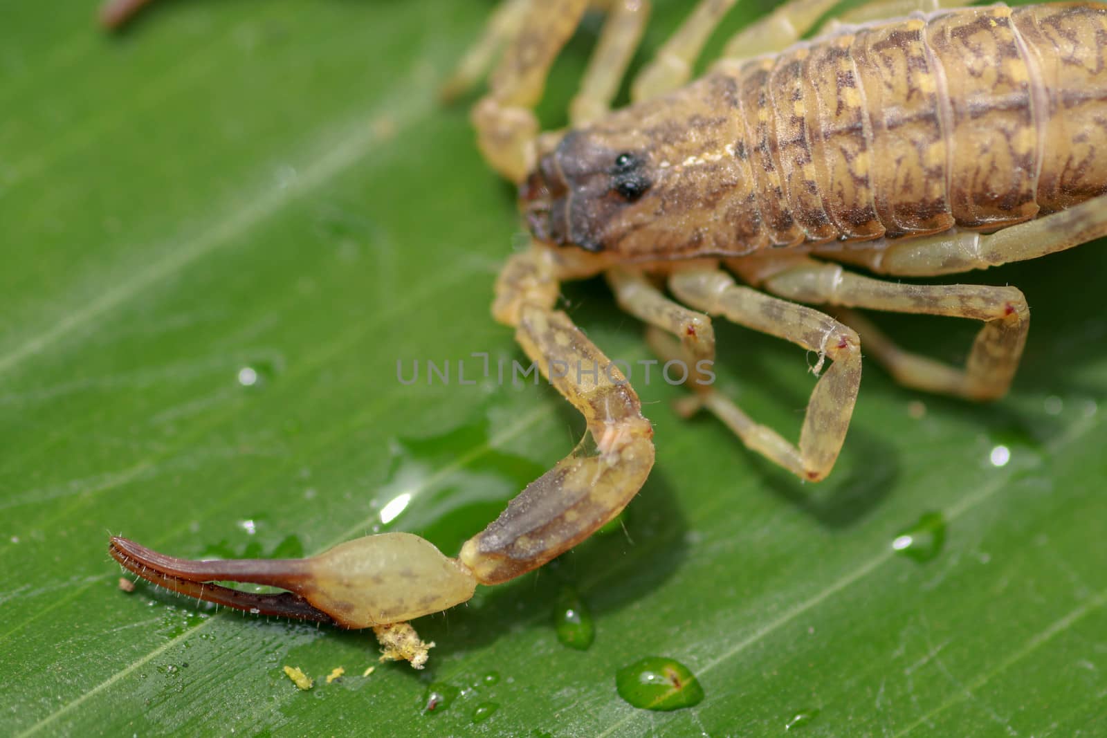 A scorpion pincer pedipalp up close. Swimming Scorpion, Chinese swimming scorpion or Ornate Bark Scorpion on a leaf in a tropical jungle.
