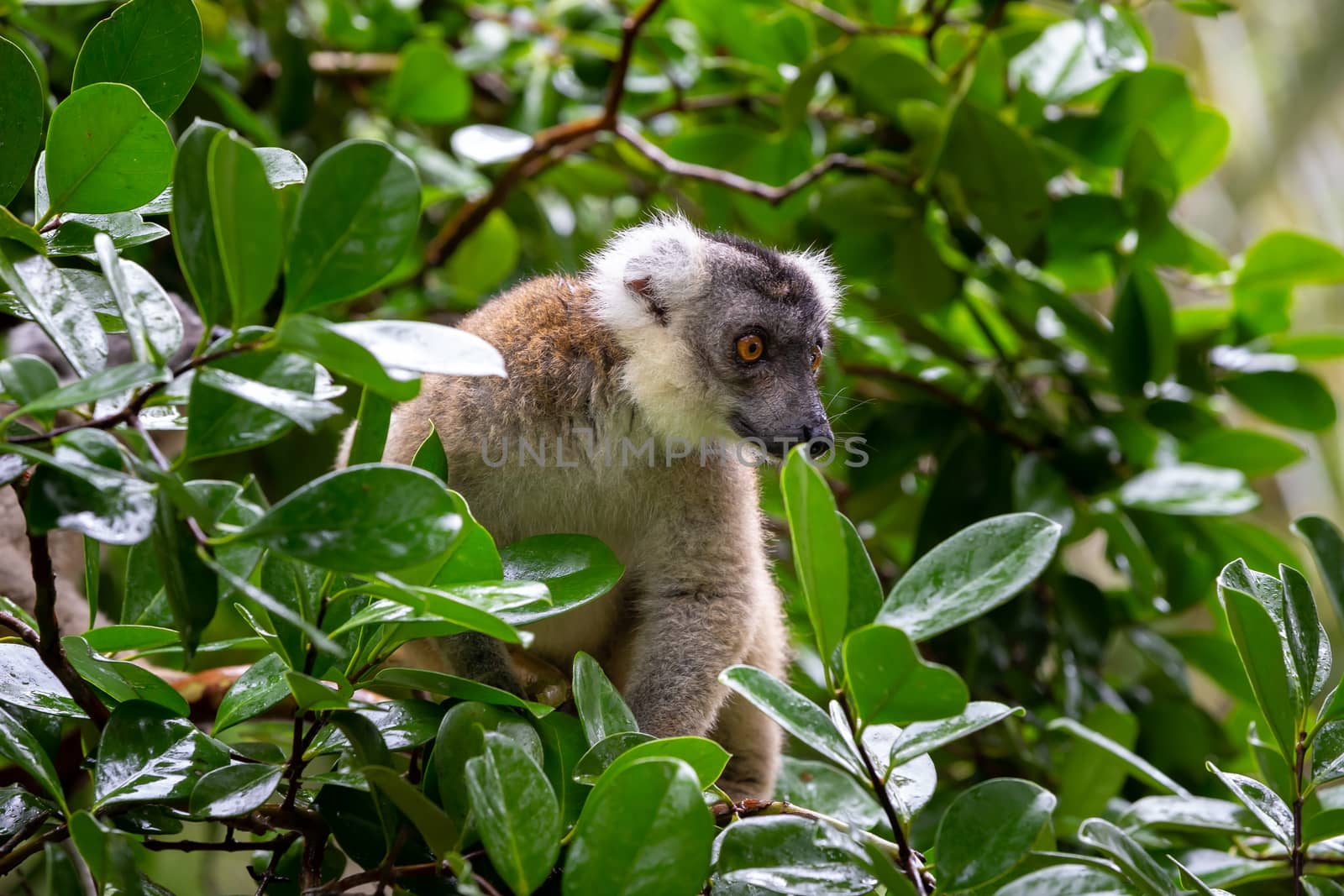 The lemur on a tree, between the foliage in a rainforest in Madagascar