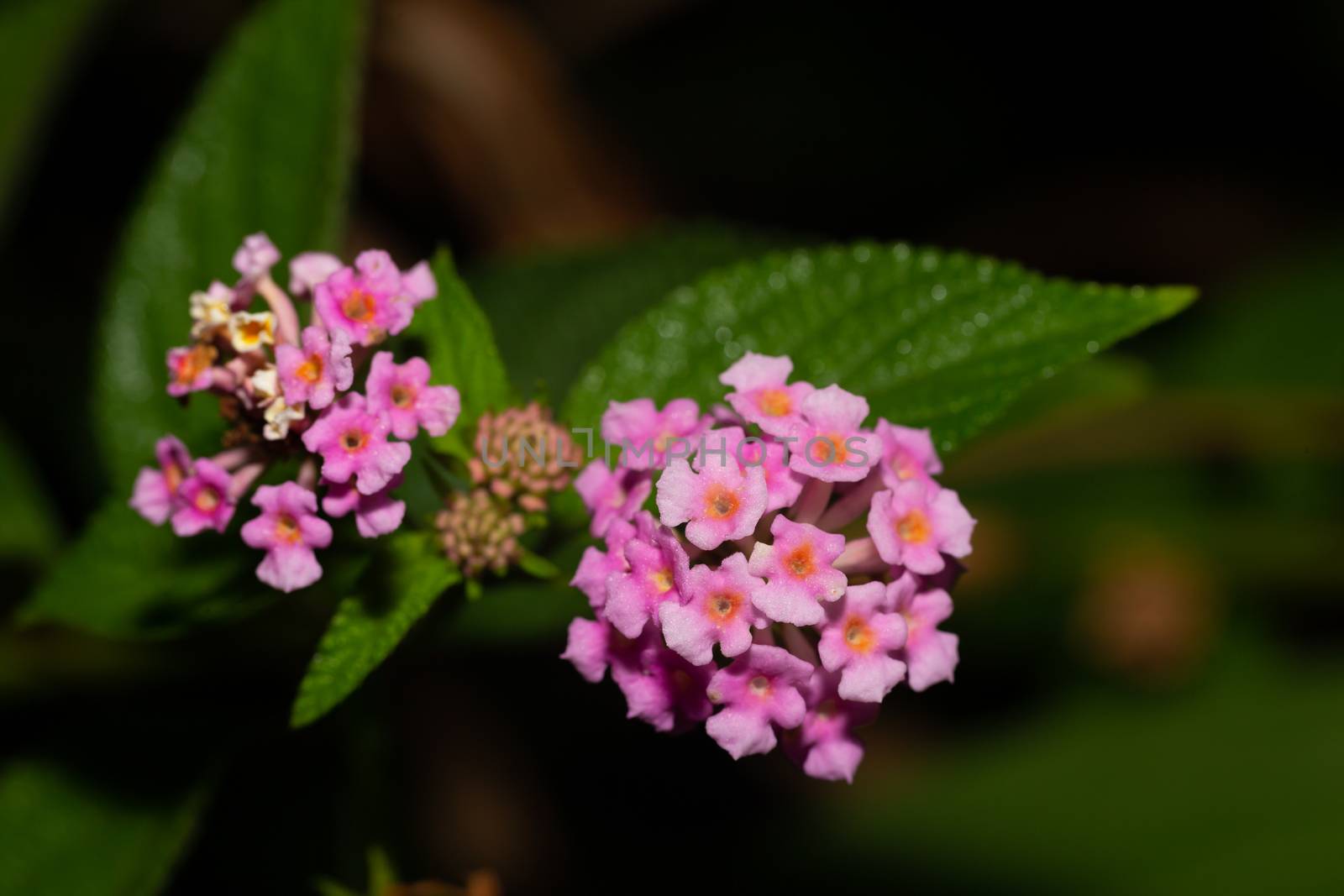 The Exotic flowers of the island of Madagascar