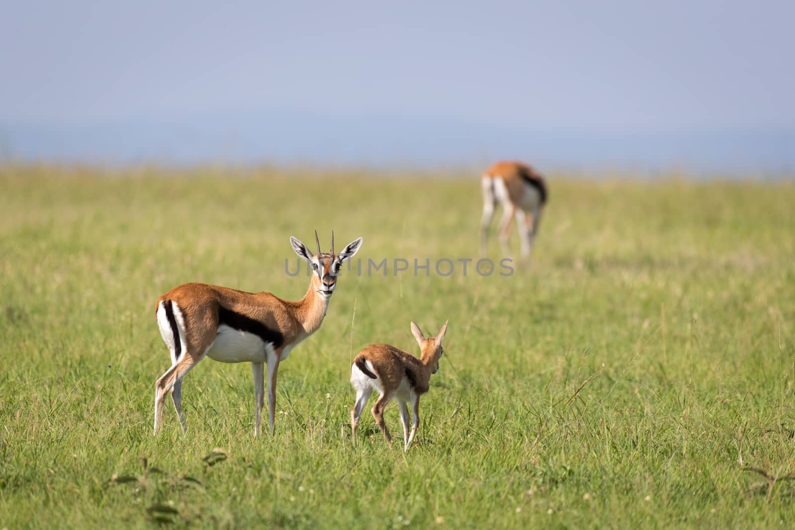 The family of Thomson gazelles in the savannah of Kenya