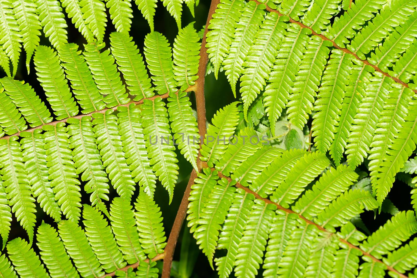 The Fern leaves as a background, green leaves