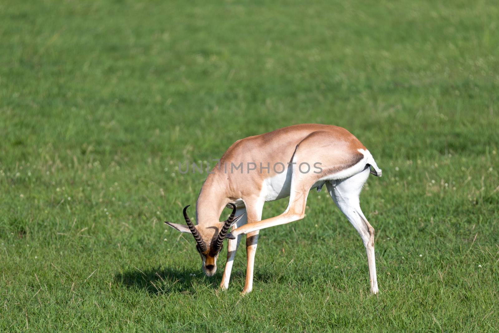 A Grant gazelles on a green pasture in a national park in Kenya