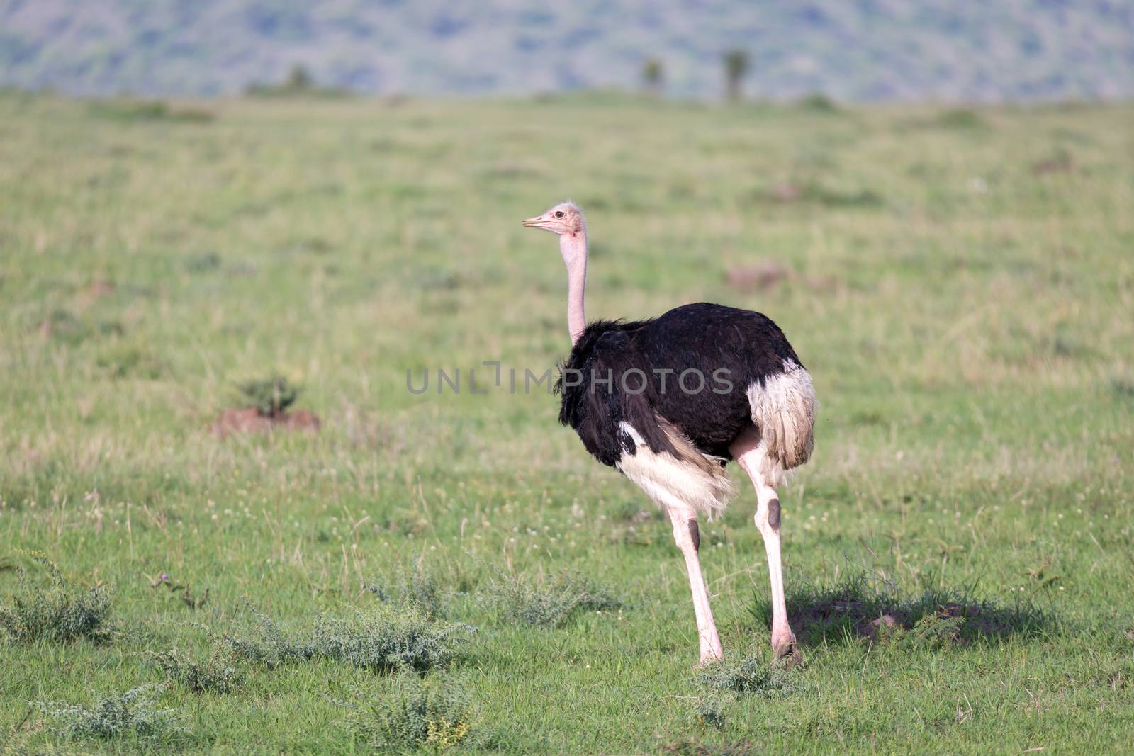 One ostrich bird is running in the grass