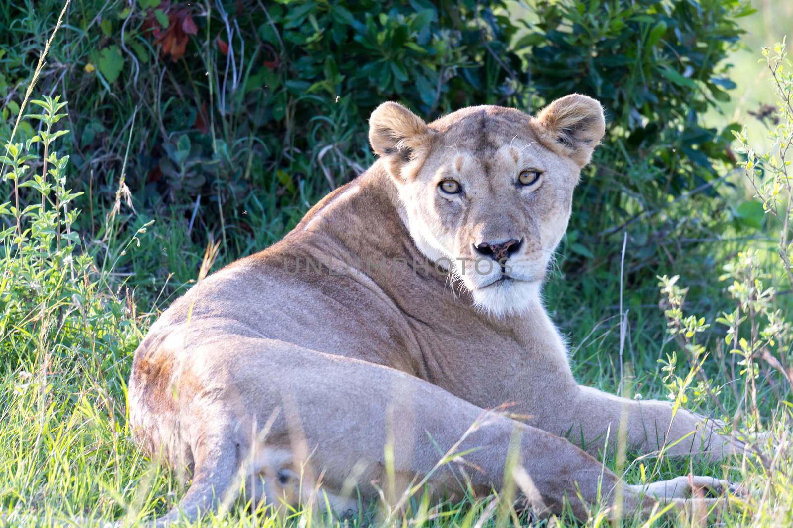 One lioness has made herself comfortable in the grass and is resting