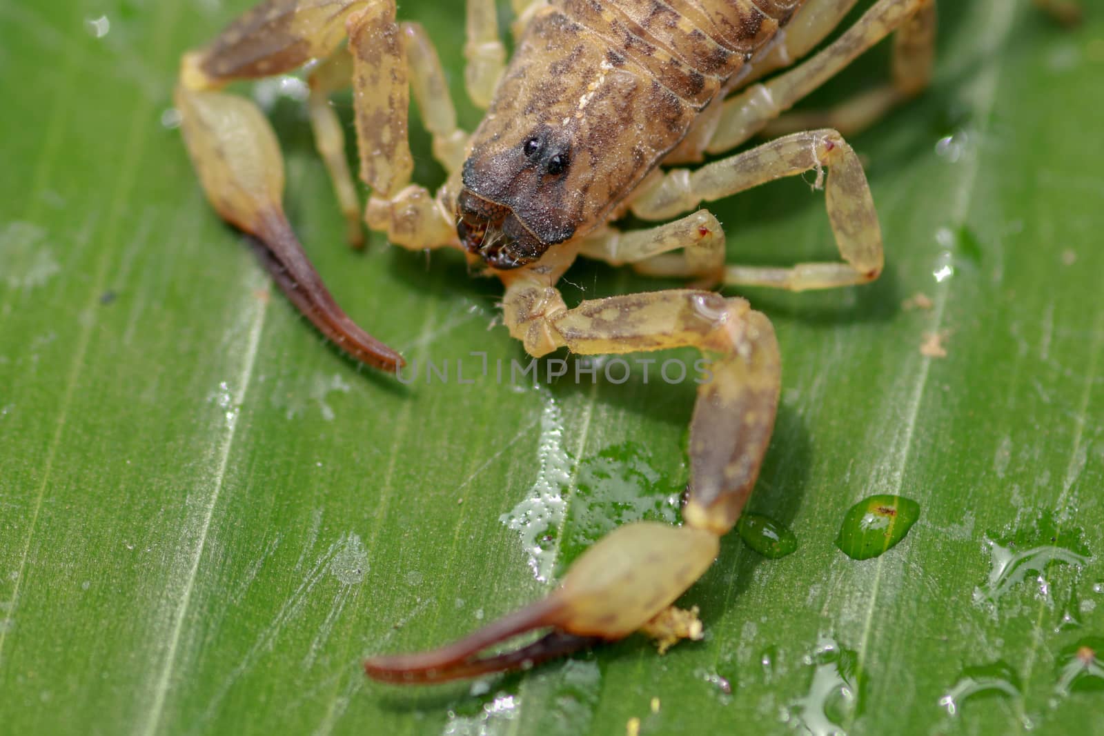 A scorpion pincer pedipalp up close. Swimming Scorpion, Chinese swimming scorpion or Ornate Bark Scorpion on a leaf in a tropical jungle.