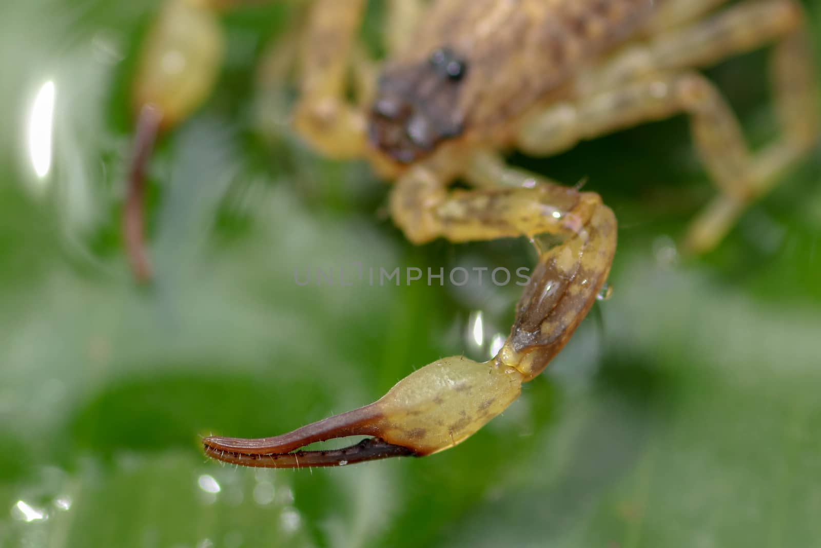 A scorpion pincer pedipalp up close. Swimming Scorpion, Chinese swimming scorpion or Ornate Bark Scorpion on a leaf in a tropical jungle by Sanatana2008