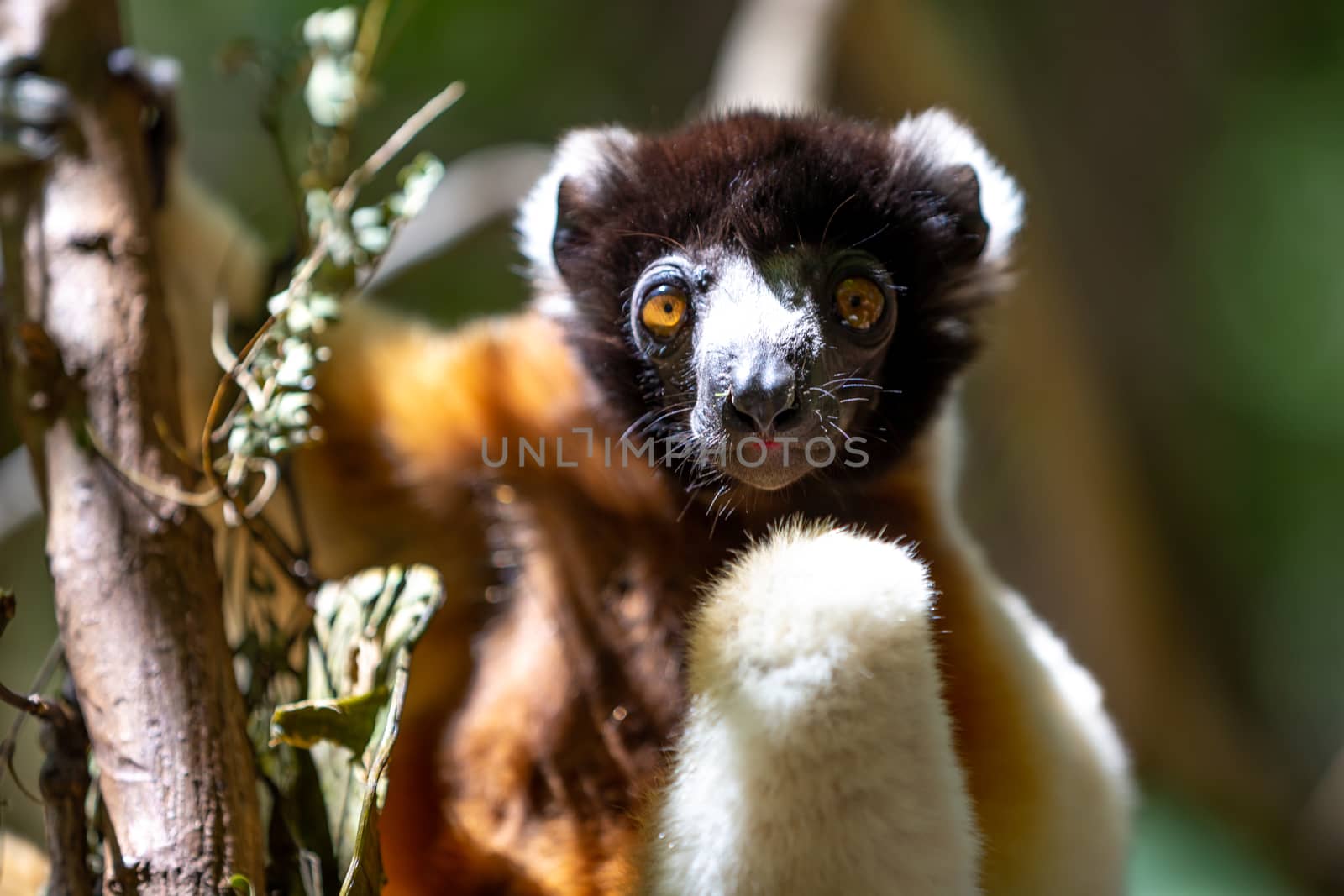 One Sifaka lemur that has made itself comfortable in the treetop