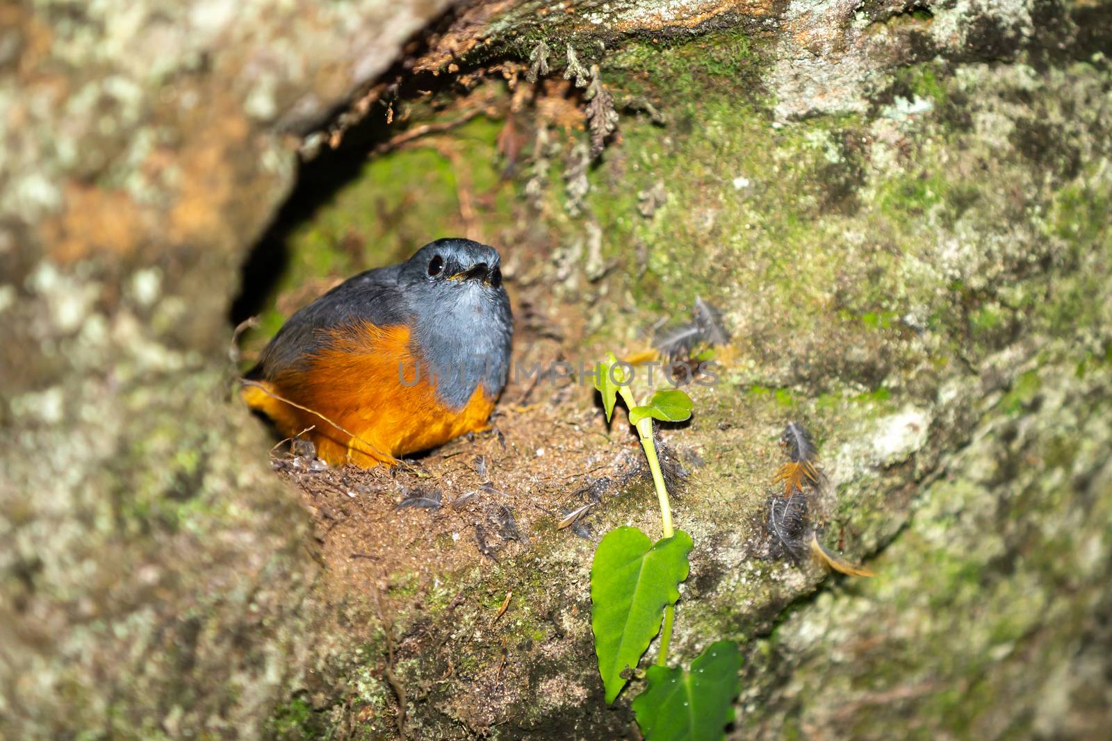 One small colorful native bird on a tree in Madagascar