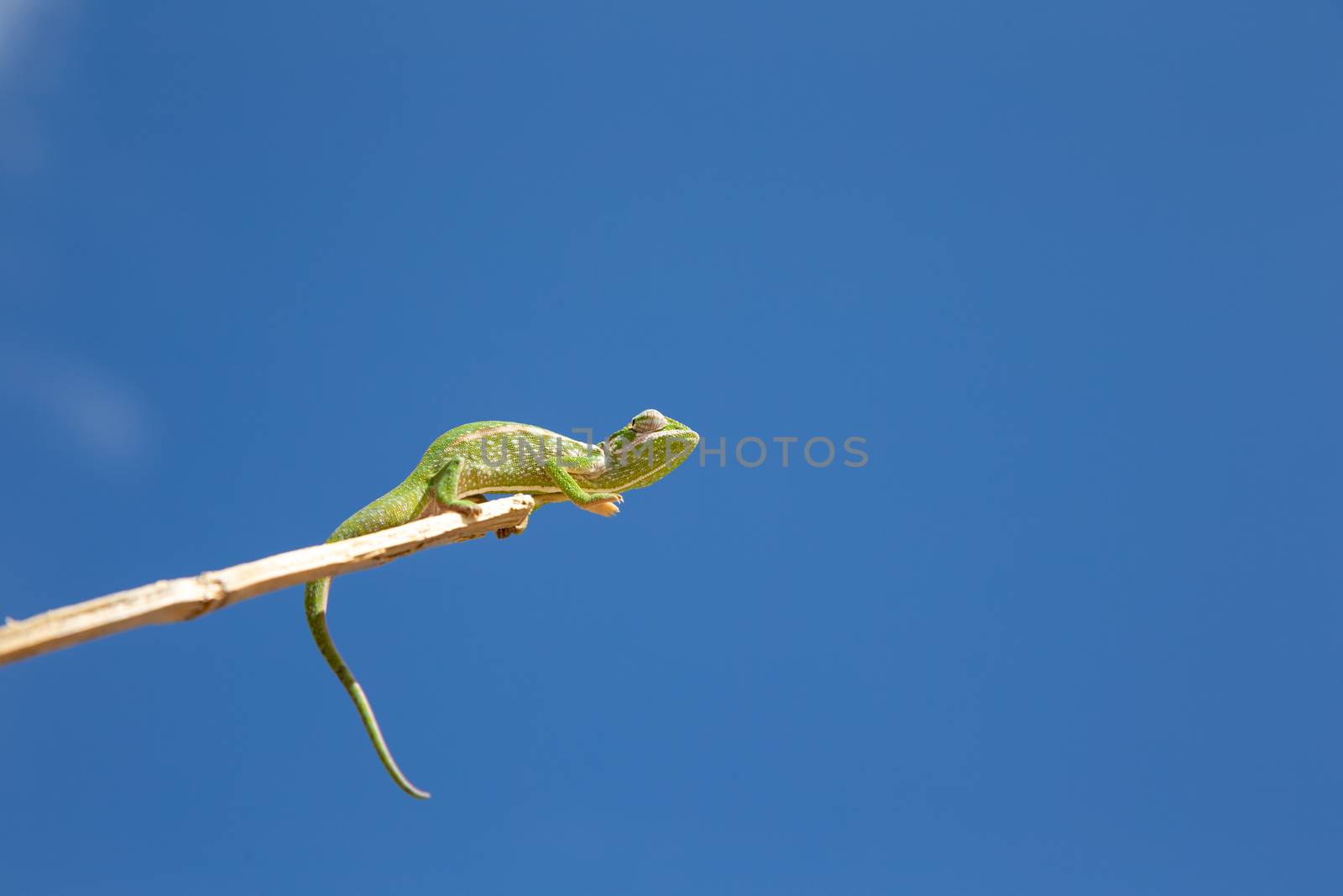 One Colorful chameleon on a branch of a tree