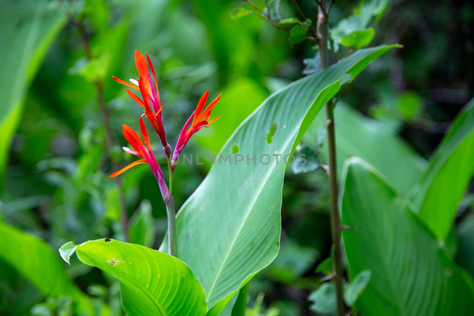 One beautiful red flower amidst green foliage and leaves