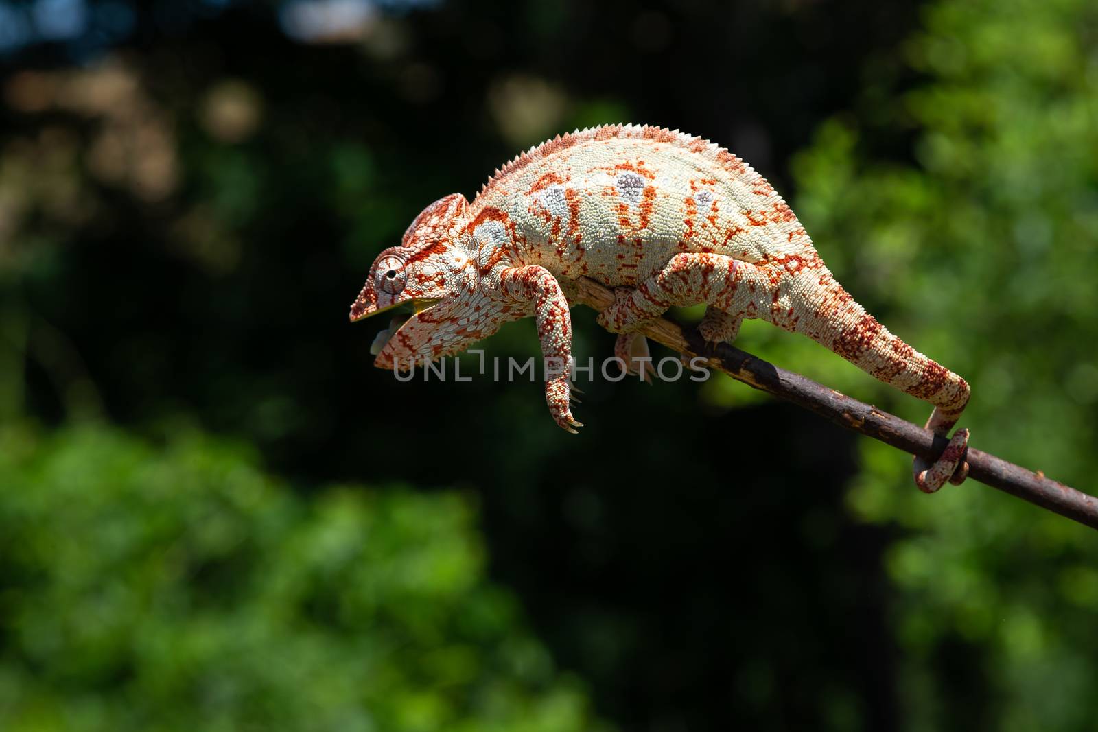 One Colorful chameleon on a branch of a tree