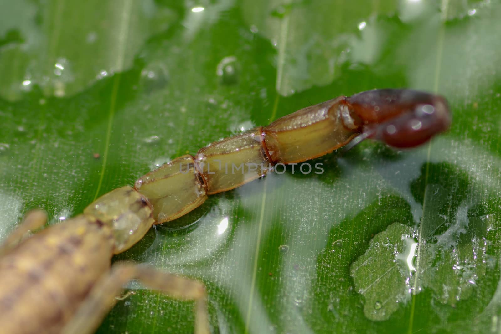 Israeli Yellow Scorpion stinger and tail. Leiurus hebraeus, the Hebrew deathstalker. A deadly scorpion that can kill a human by Sanatana2008