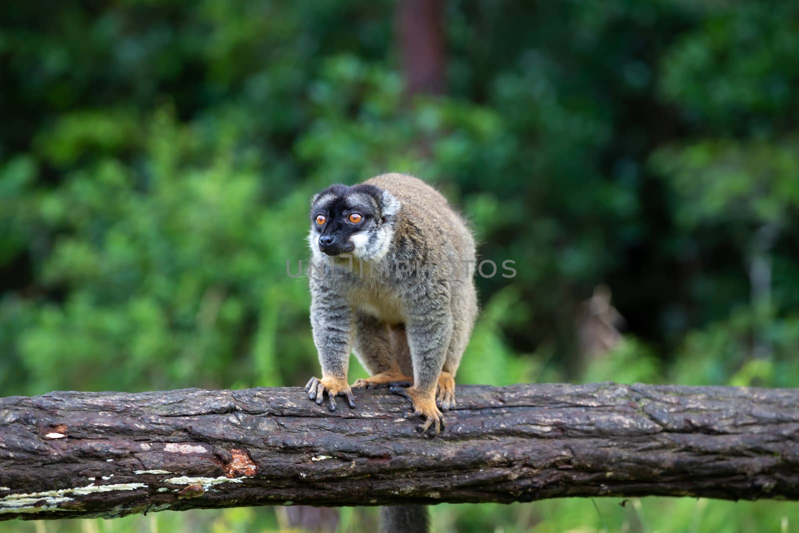 The Lemurs on a log hanging over the water