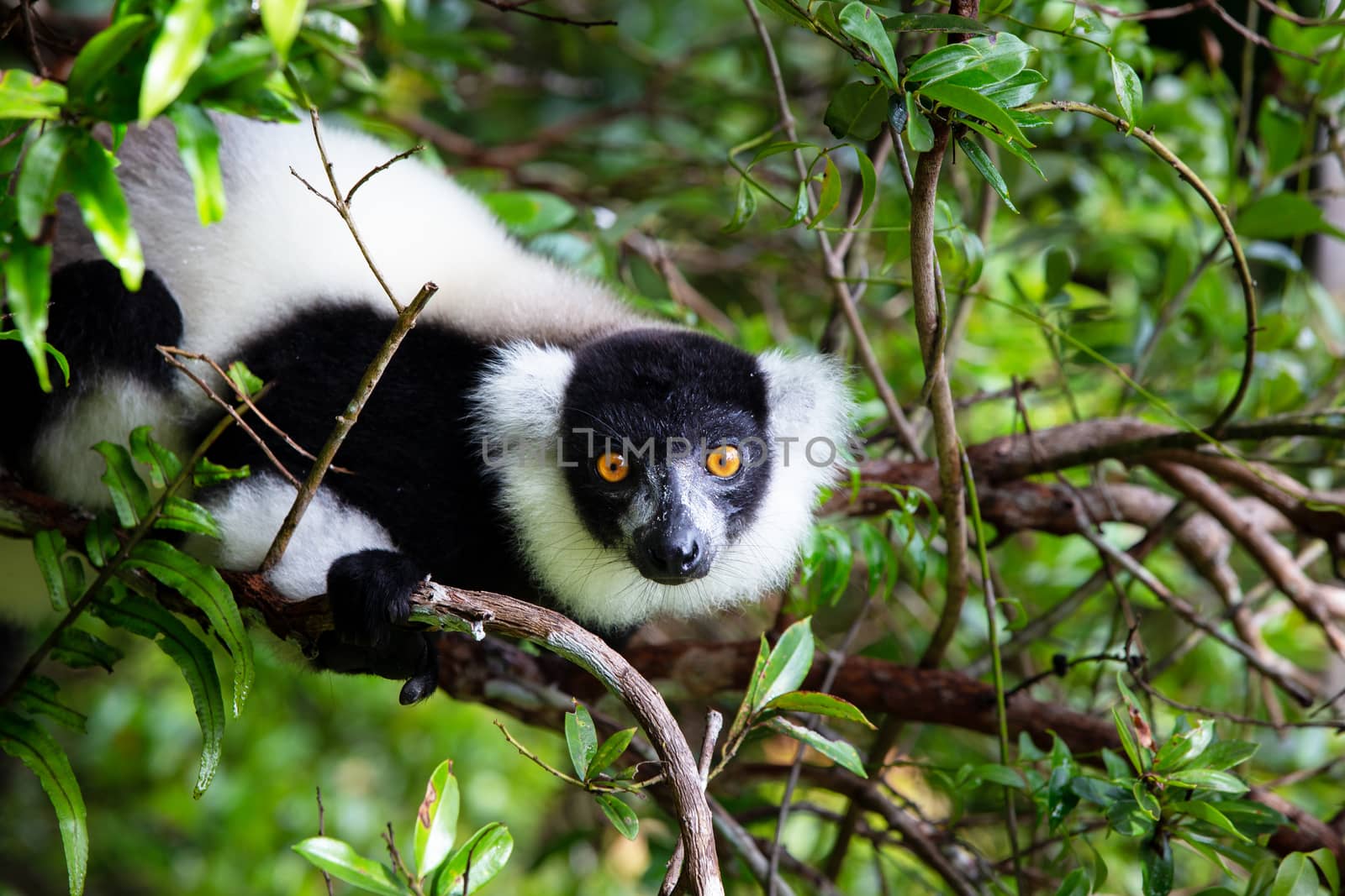 The lemur on a tree, between the foliage in a rainforest in Madagascar
