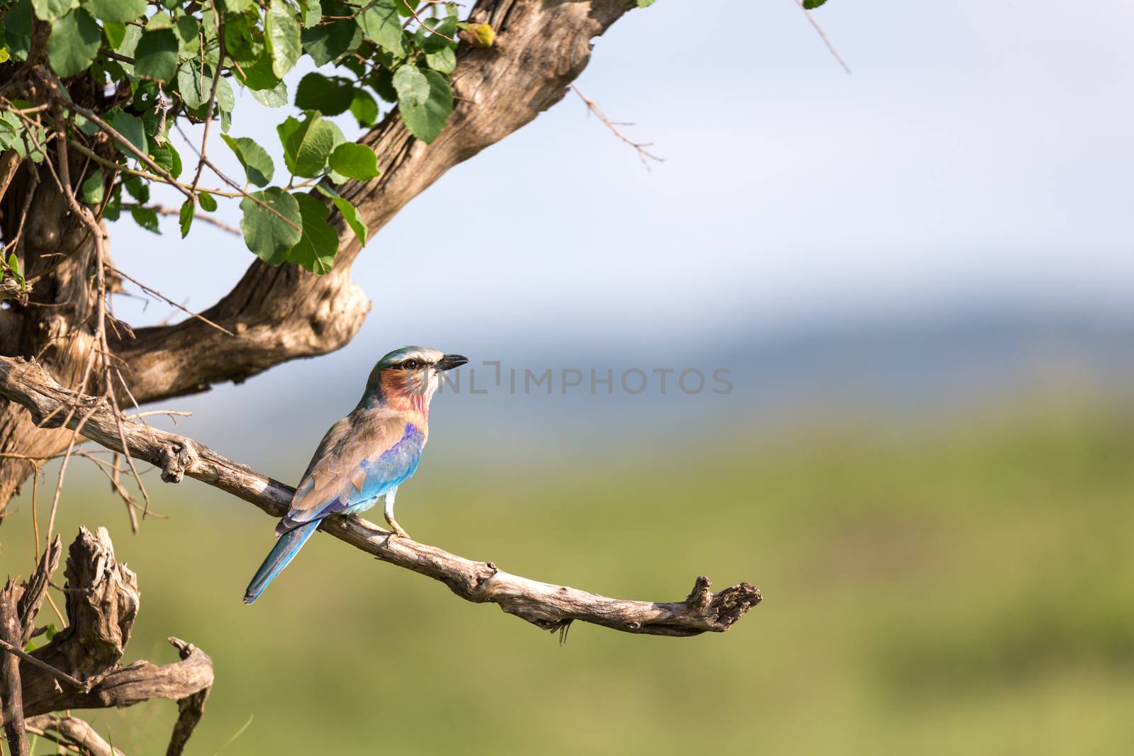 One lilac breast roll sits on a tree branch