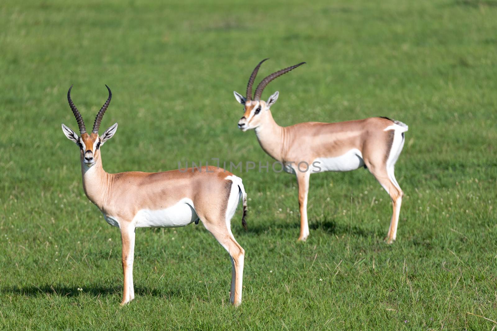 A Grant gazelles on a green pasture in a national park in Kenya