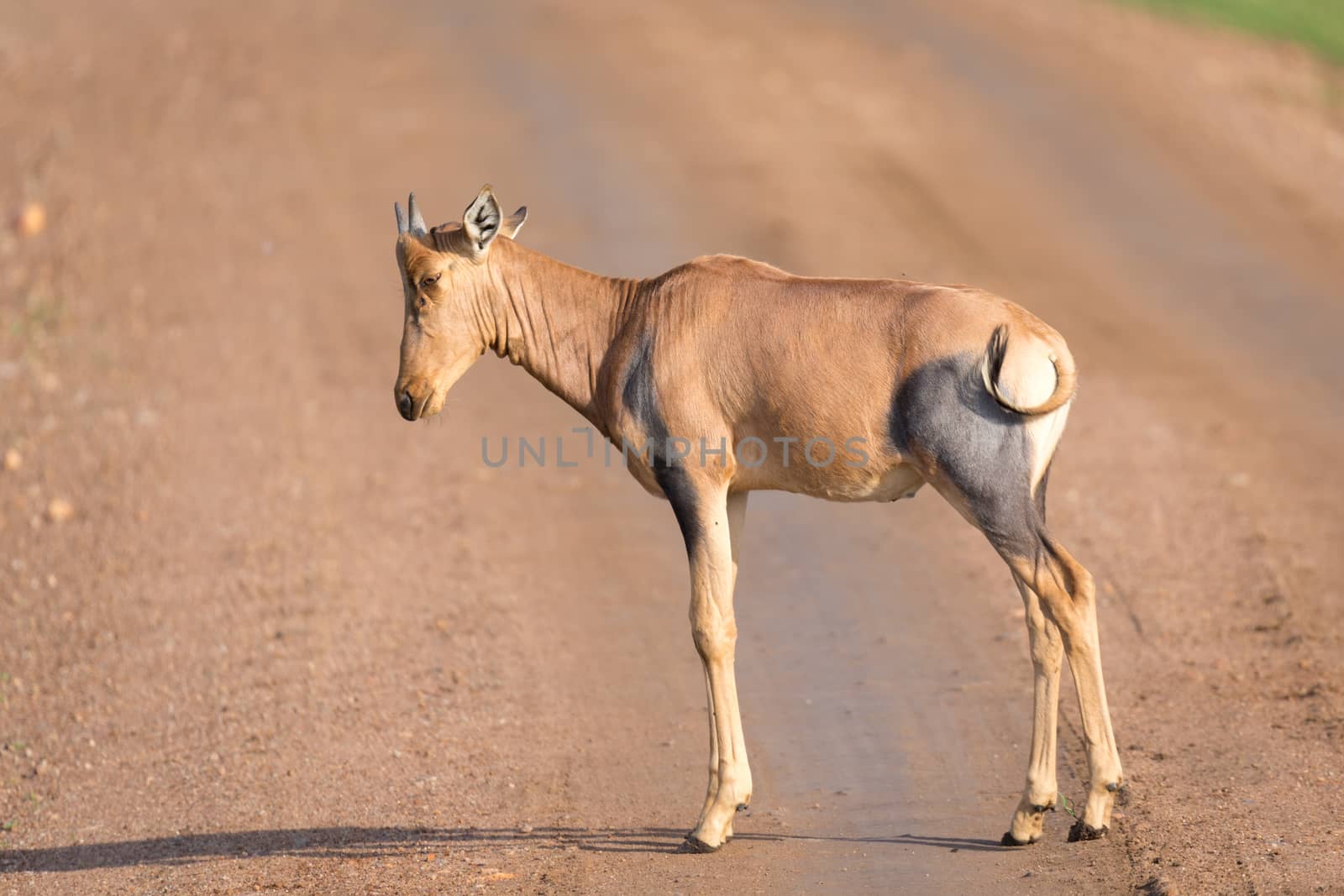 The Topi antelope in the Kenyan savanna in the middle of the grass landscape