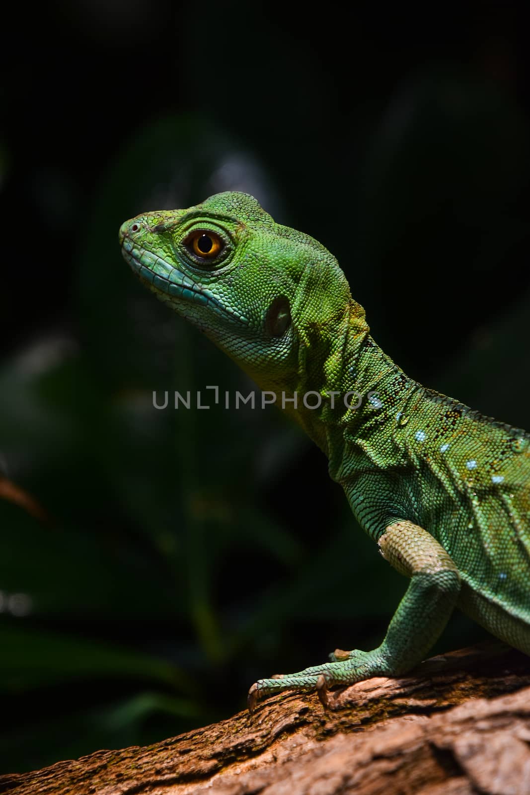 Close up profile portrait of vivid green lizard, high angle, side view