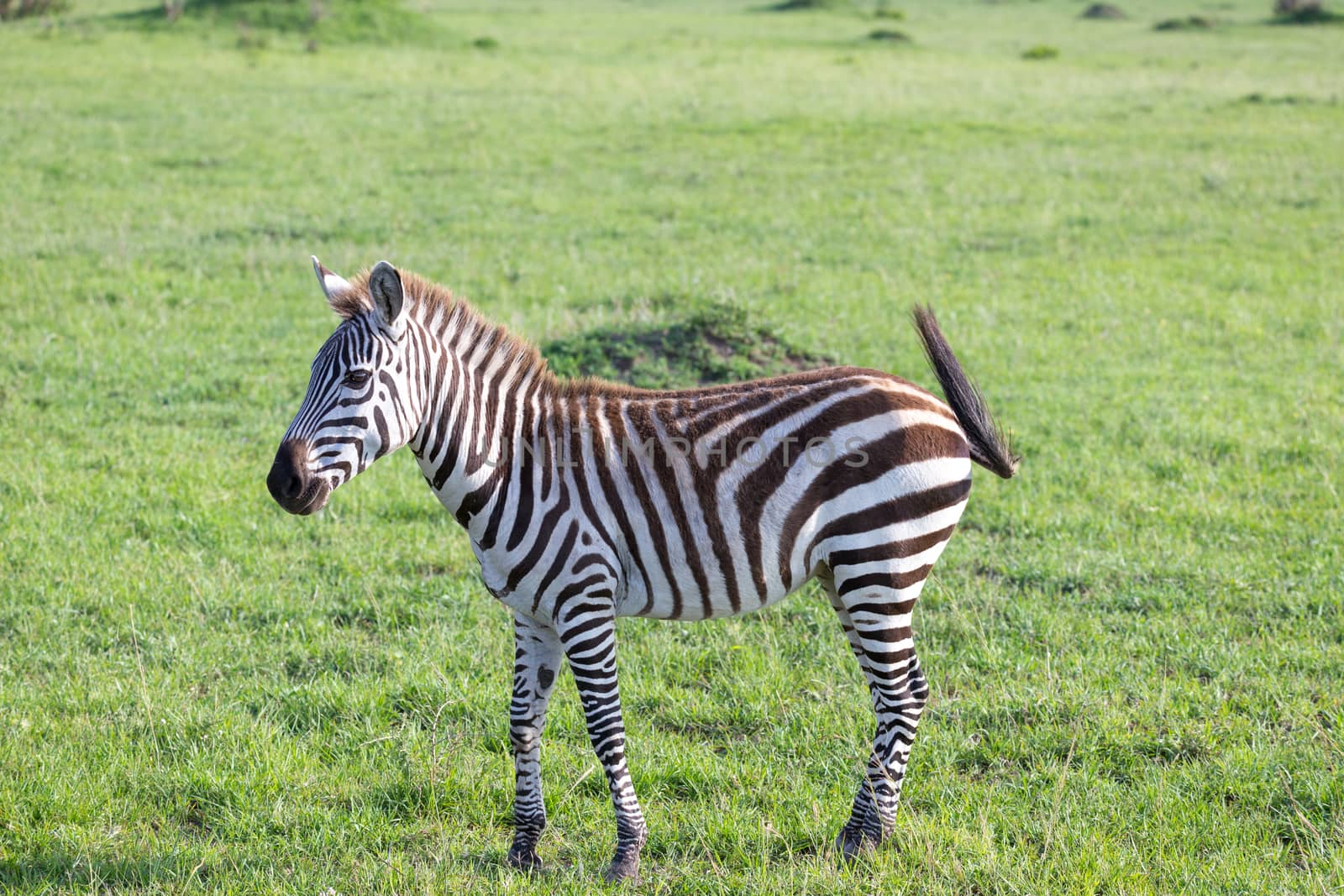 One little zebra in the savannah of Kenya