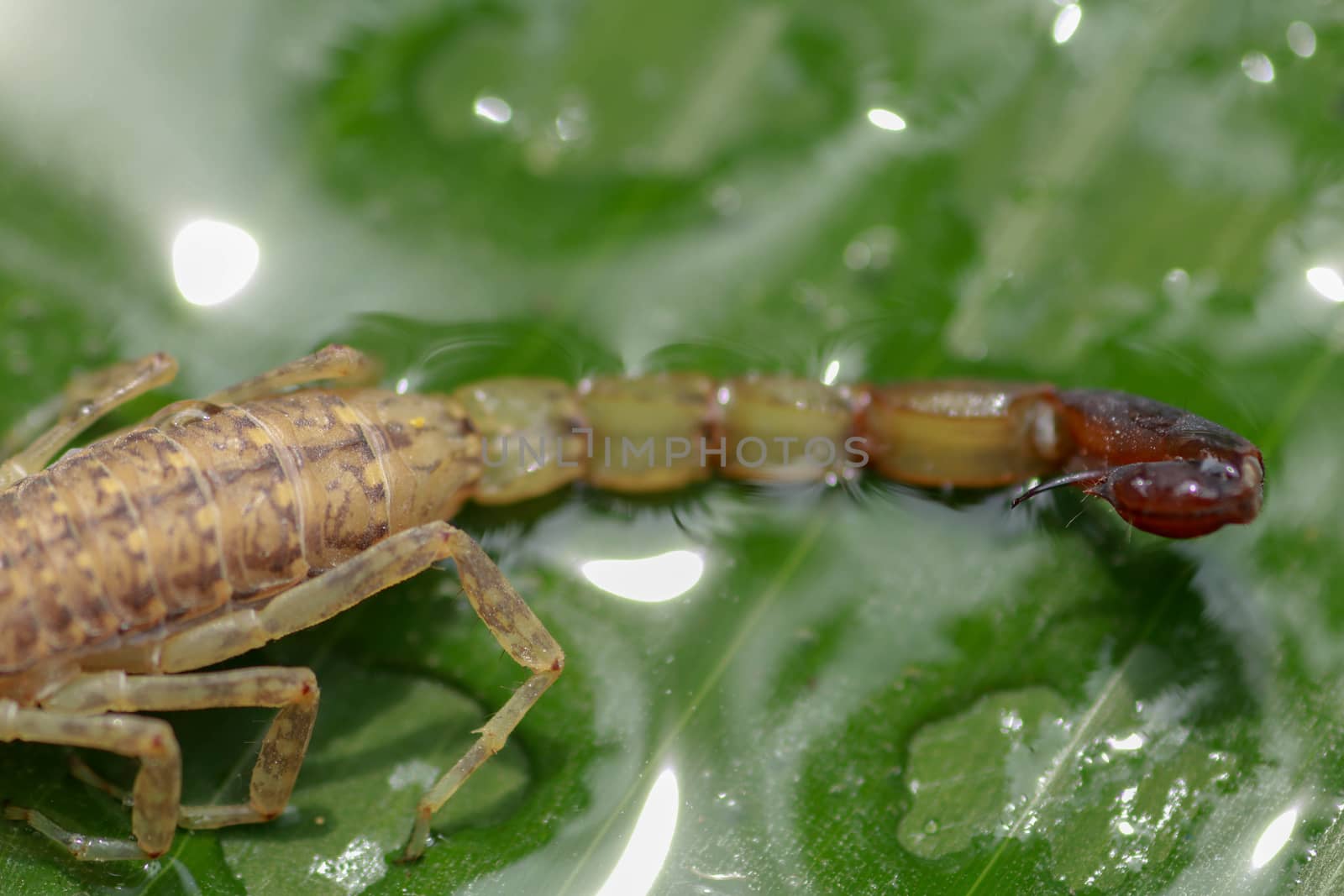 Close up of the tail and stinger of Leiurus hebraeus, the Hebrew deathstalker or Israeli yellow scorpion. A deadly scorpion that can kill a human by Sanatana2008