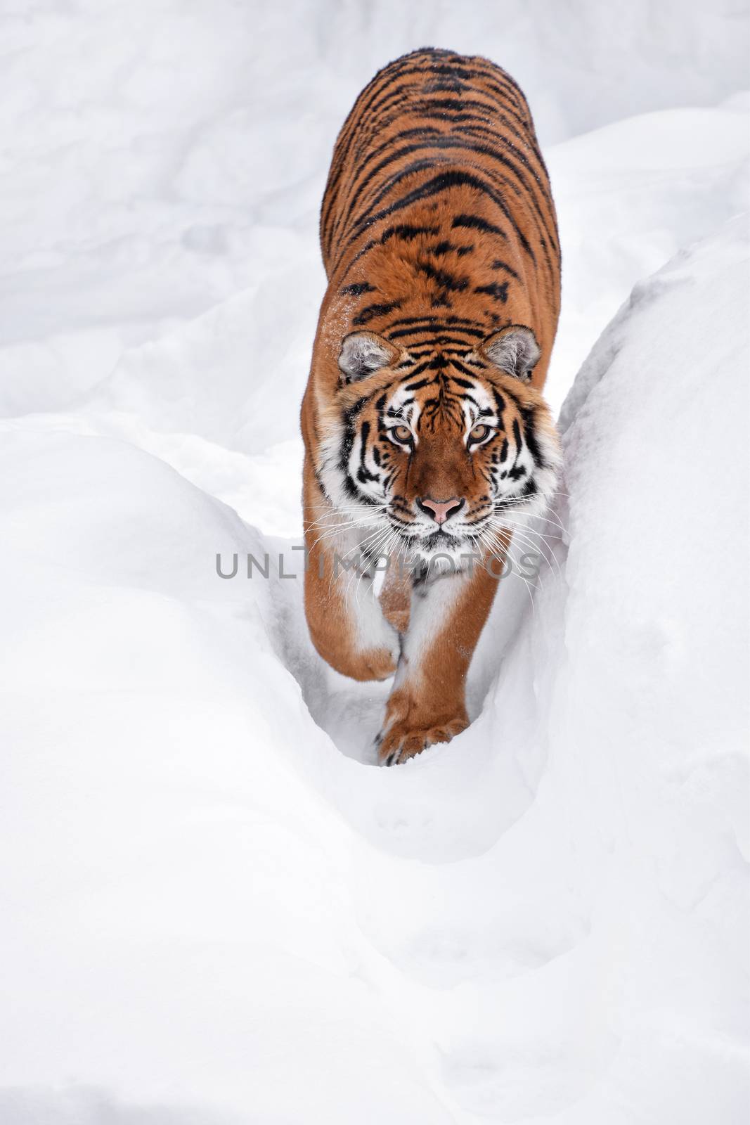 Close up portrait of Siberian tiger in winter snow by BreakingTheWalls