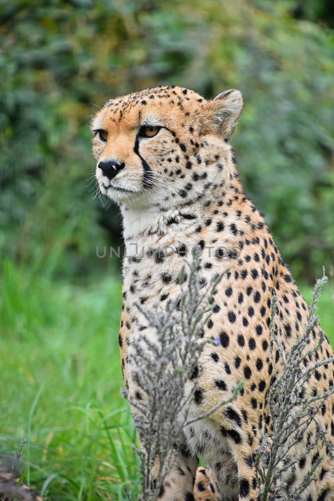 Close up front portrait of cheetah (Acinonyx jubatus) looking at camera over green background, low angle view