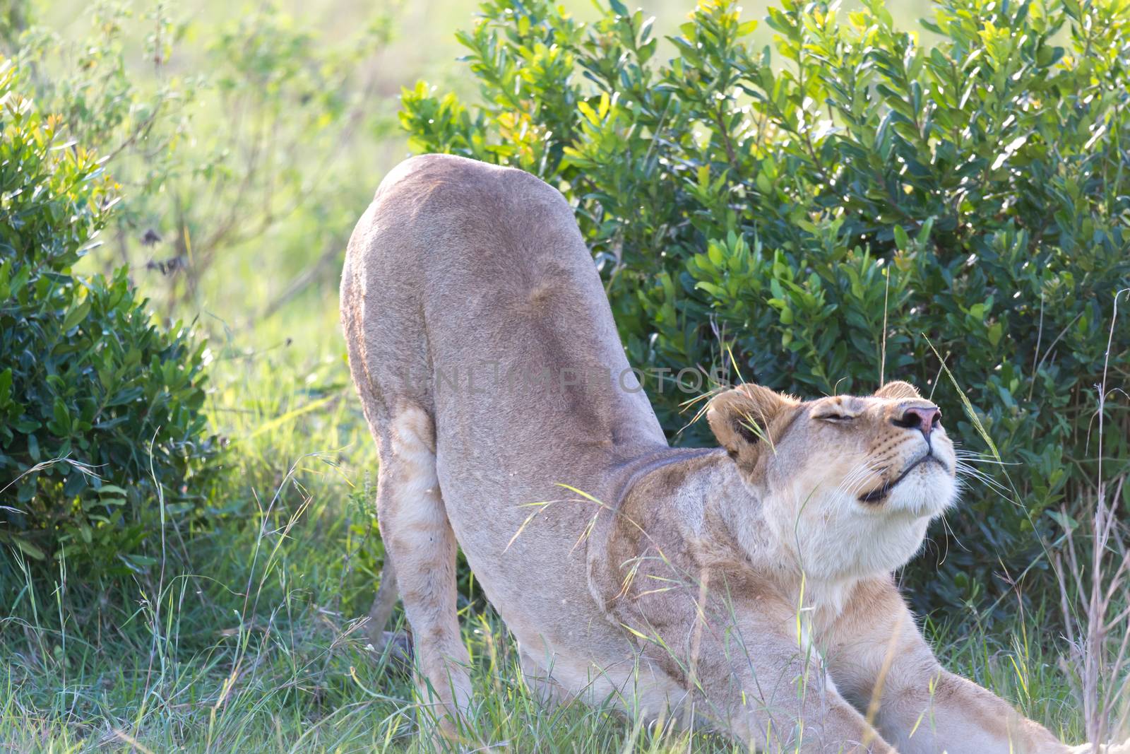 One lioness stretches out after a long lie