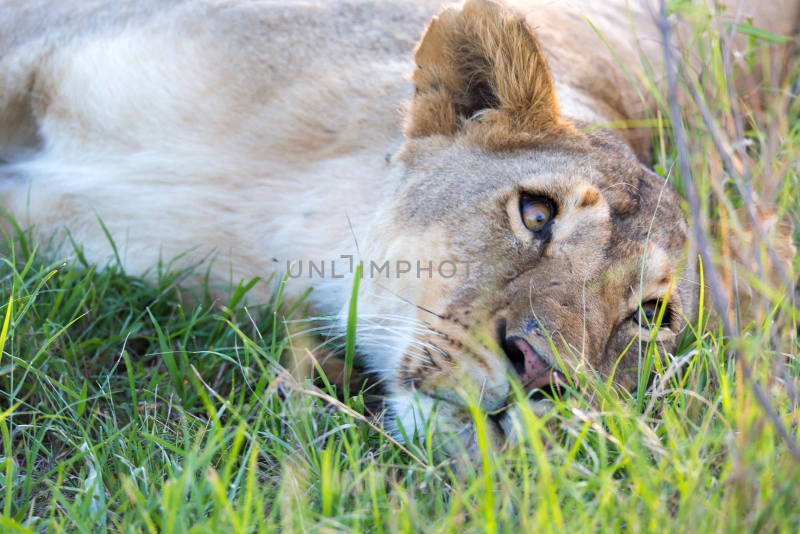 The closeup of a lioness trying to rest in the grass