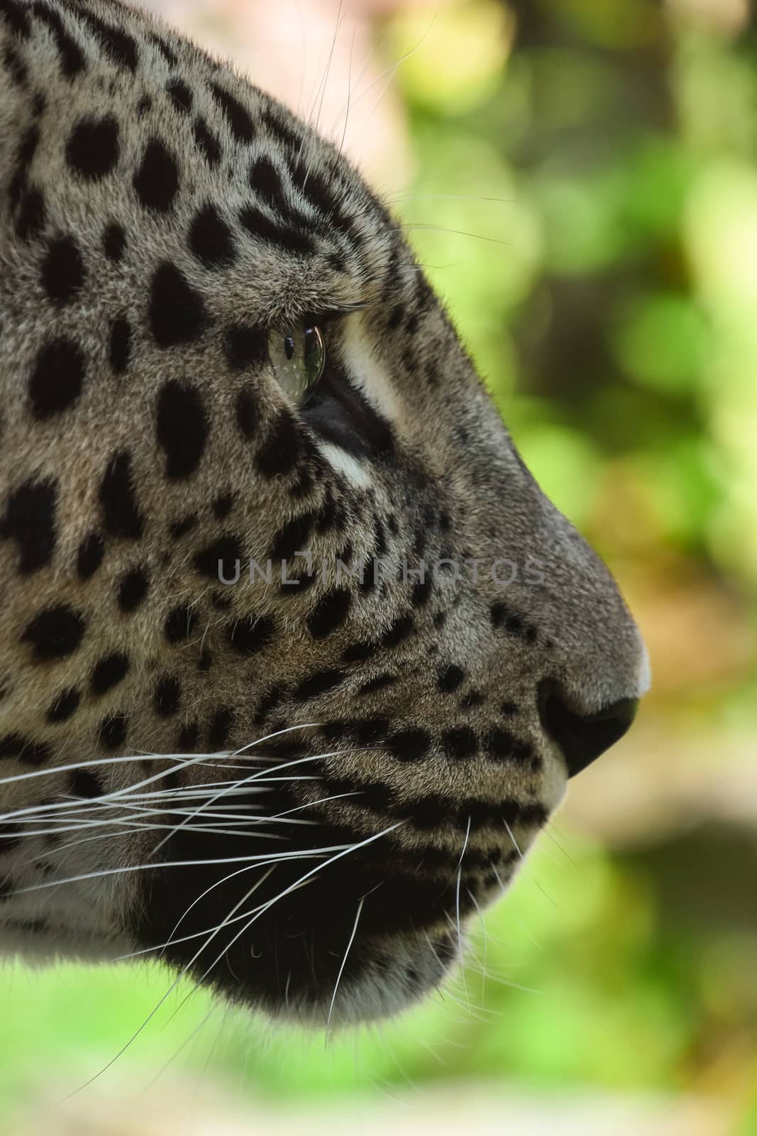 Extreme close up profile portrait of African leopard, low angle, side view