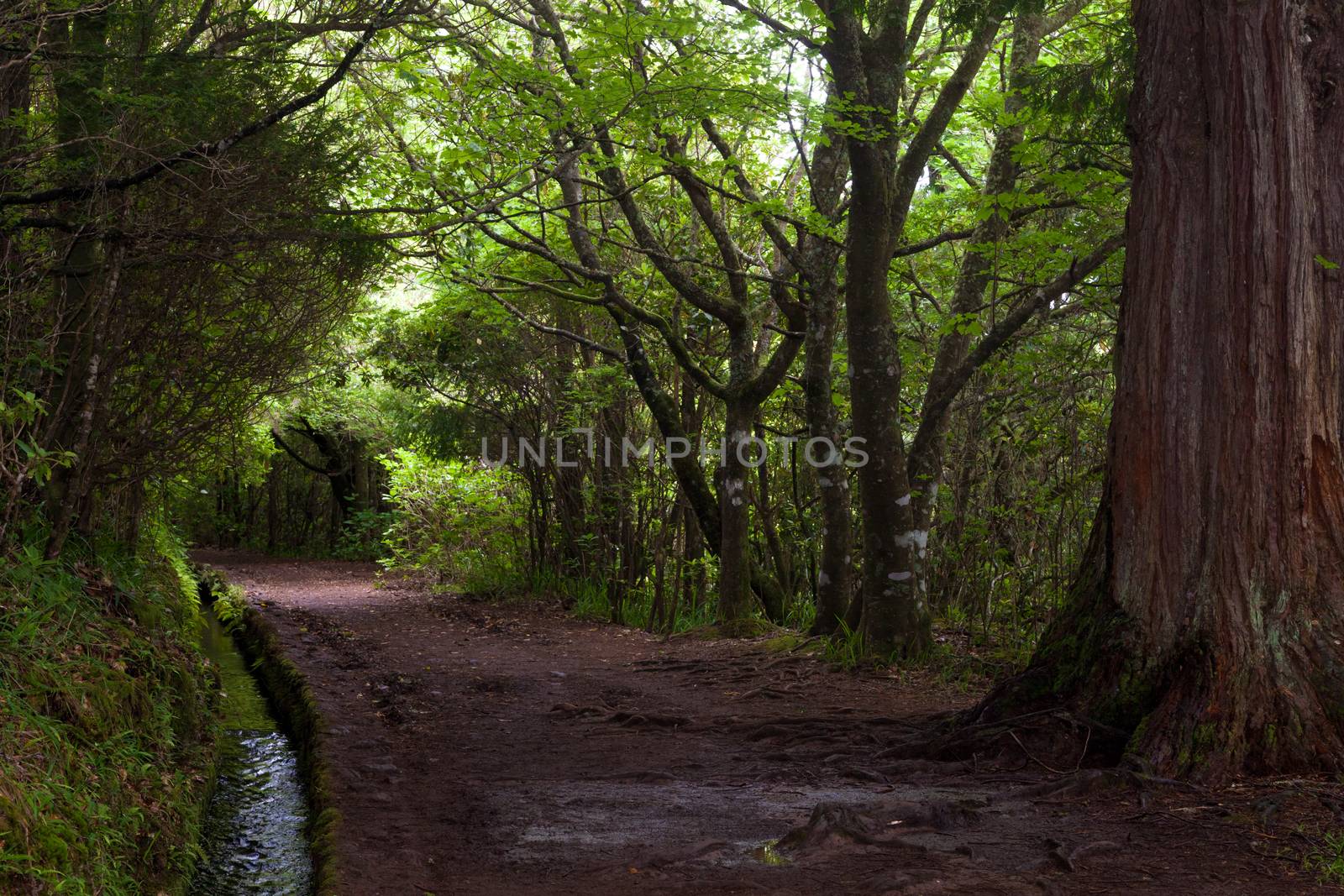 Pathway trought the forest along the levada
