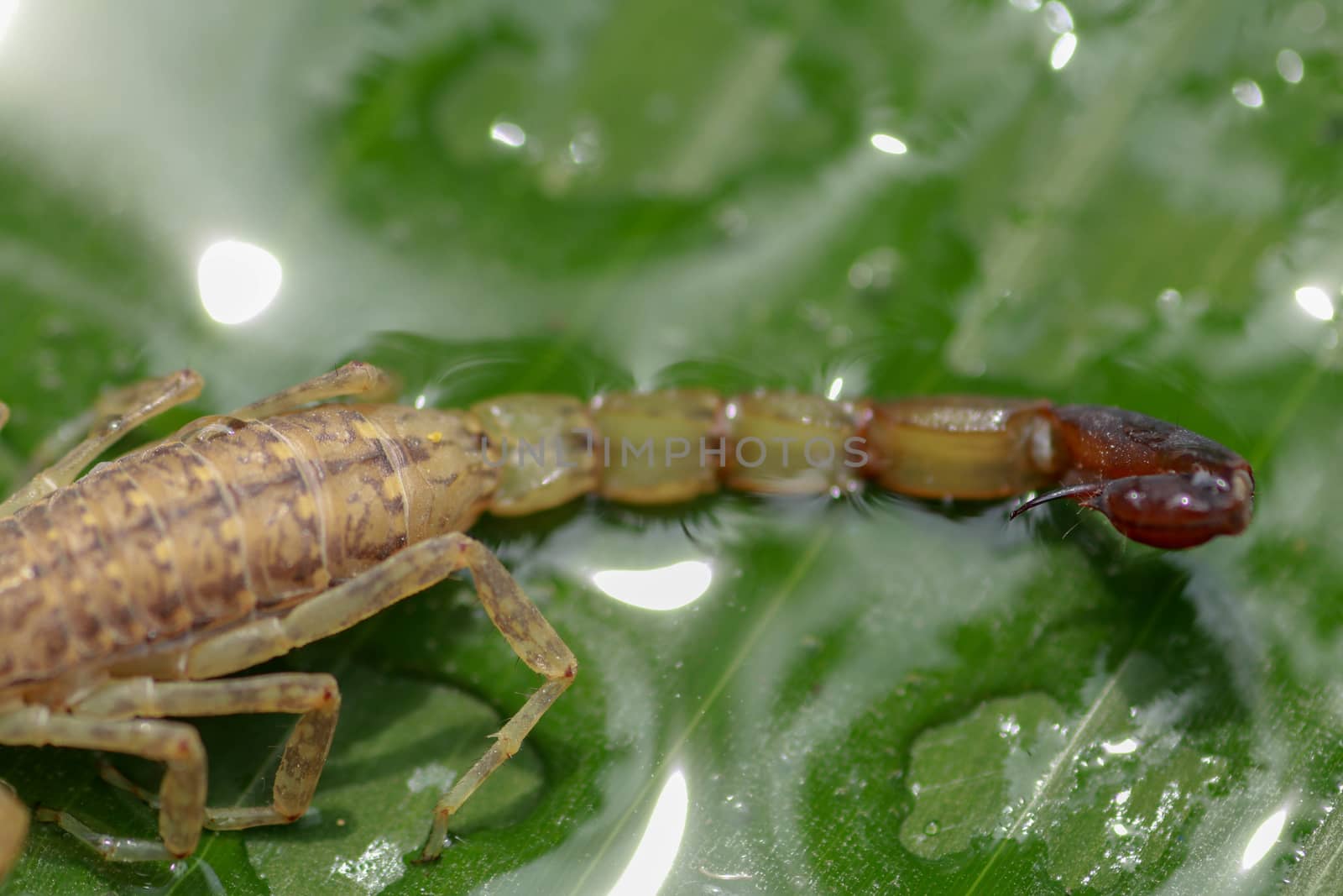 Close up of the tail and stinger of Leiurus hebraeus, the Hebrew deathstalker or Israeli yellow scorpion. A deadly scorpion that can kill a human.