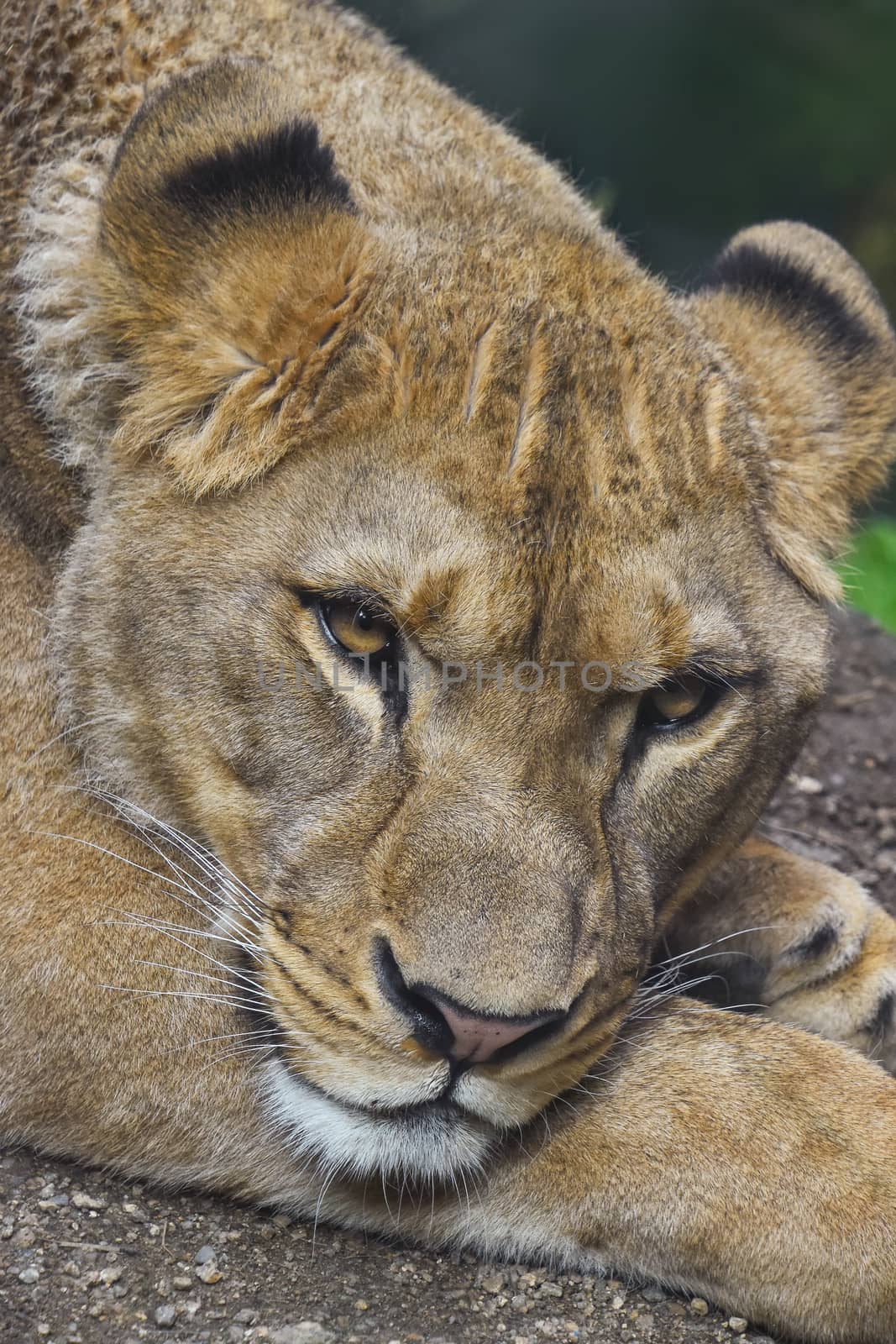 Close up portrait of beautiful mature female African lioness looking at camera, high angle view