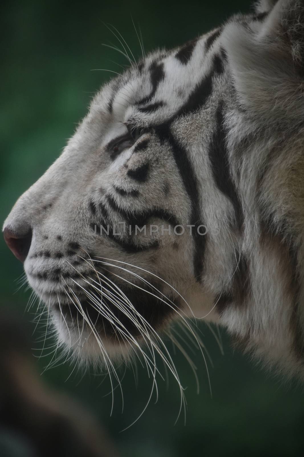 Close up profile portrait of one white tiger looking at camera, low angle, side view