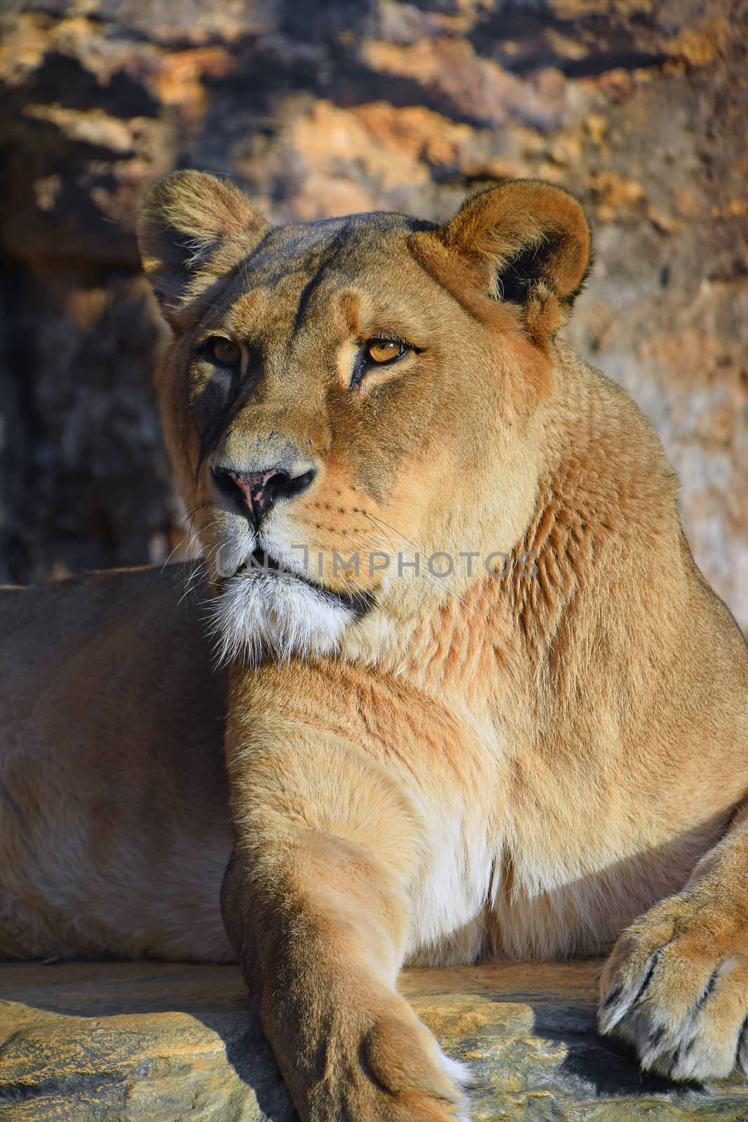 Close up portrait of beautiful mature female African lioness looking at camera, low angle view