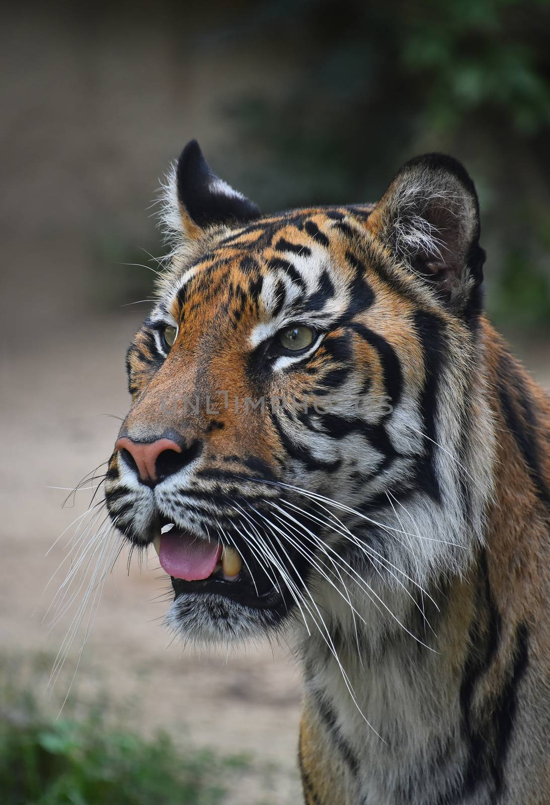 Close up portrait of Sumatran tiger by BreakingTheWalls