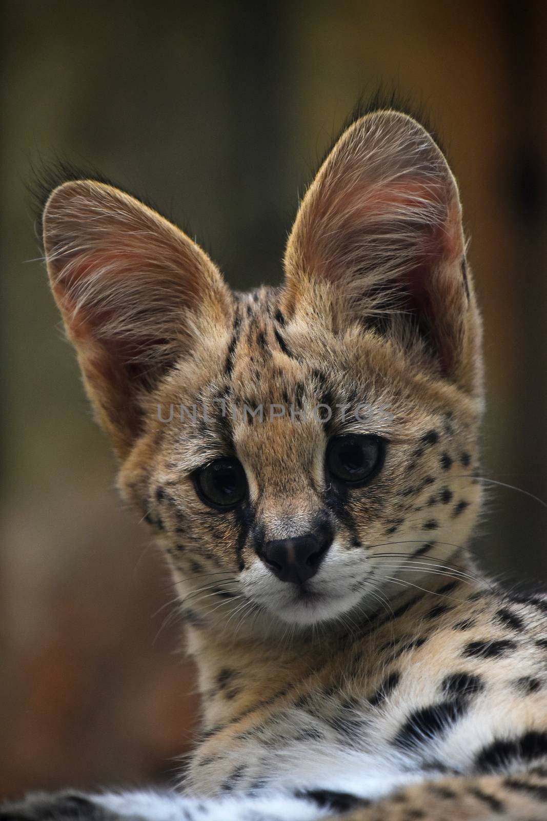 Close up portrait of baby serval kitten looking at camera, low angle, front view