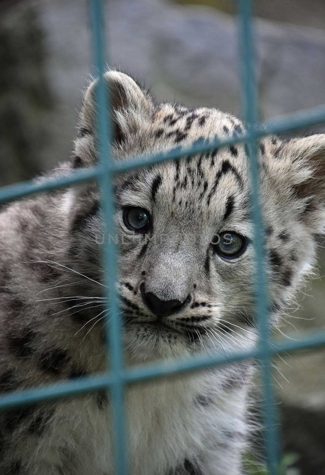 Close up front portrait of young snow leopard cub looking at camera out of zoo enclosure lattice bars