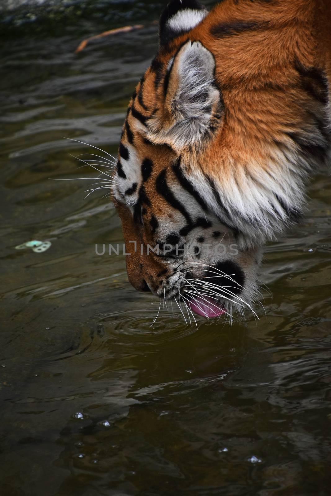 Siberian tiger drinking water close up by BreakingTheWalls