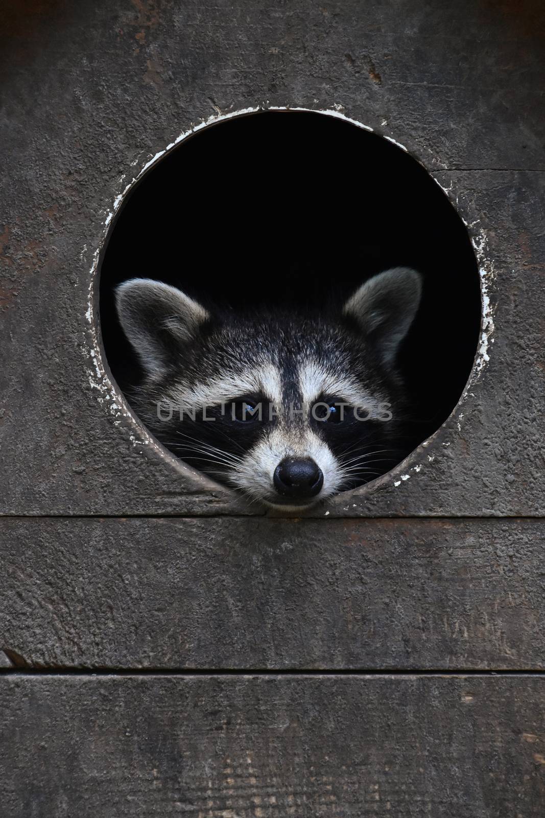 Close up cute baby racoon looking out at camera from round window of wooden house