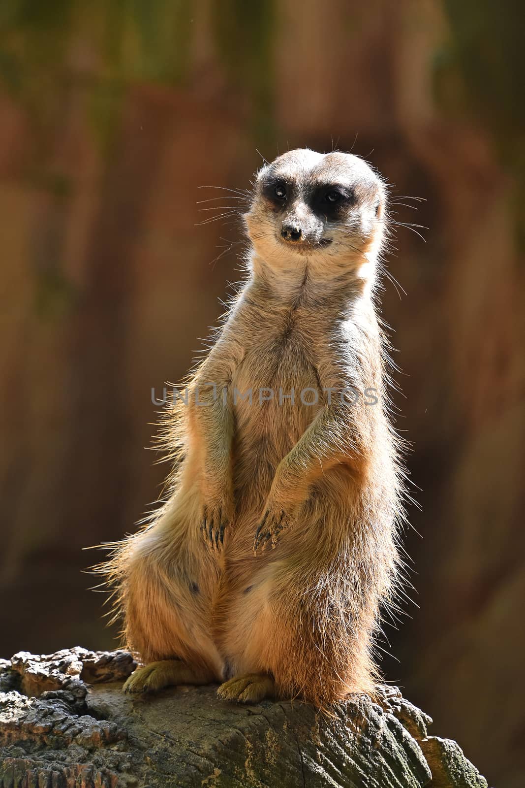 Close up portrait of meerkat on rock by BreakingTheWalls
