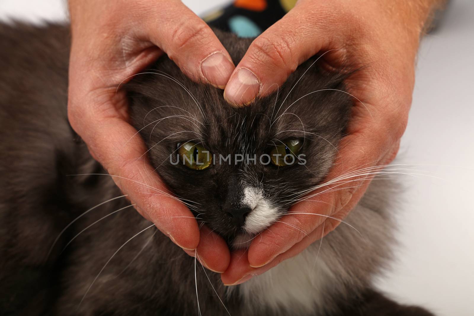 Close up heart shaped man hands embracing domestic cat face to show love of pets and animals, low angle front view