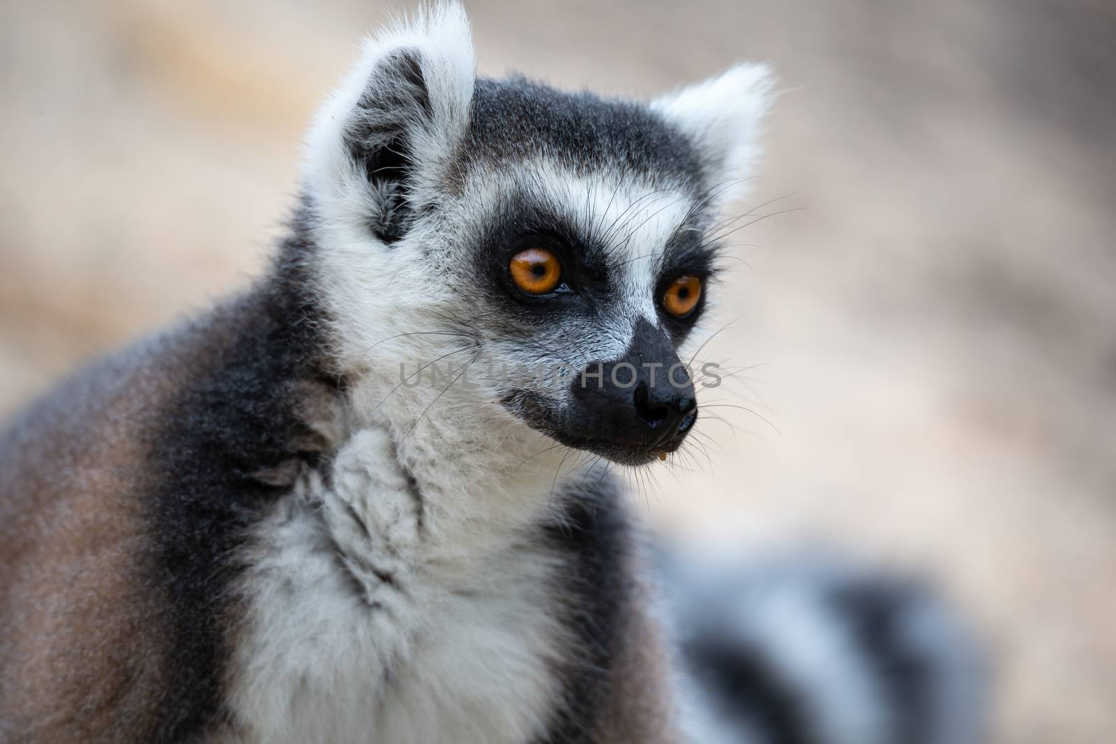 A funny ring-tailed lemurs in their natural environment