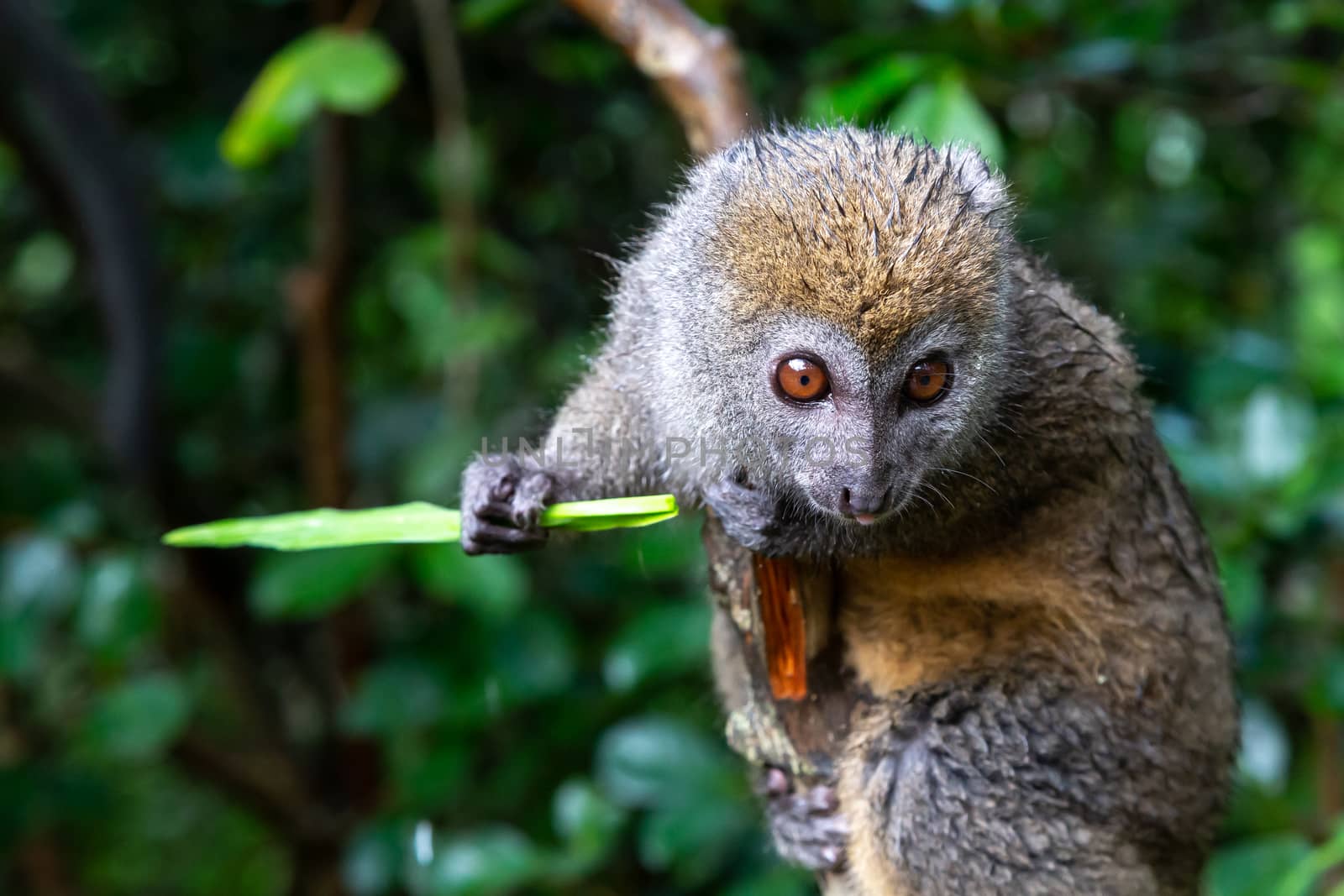 One small lemur on a branch eats on a blade of grass