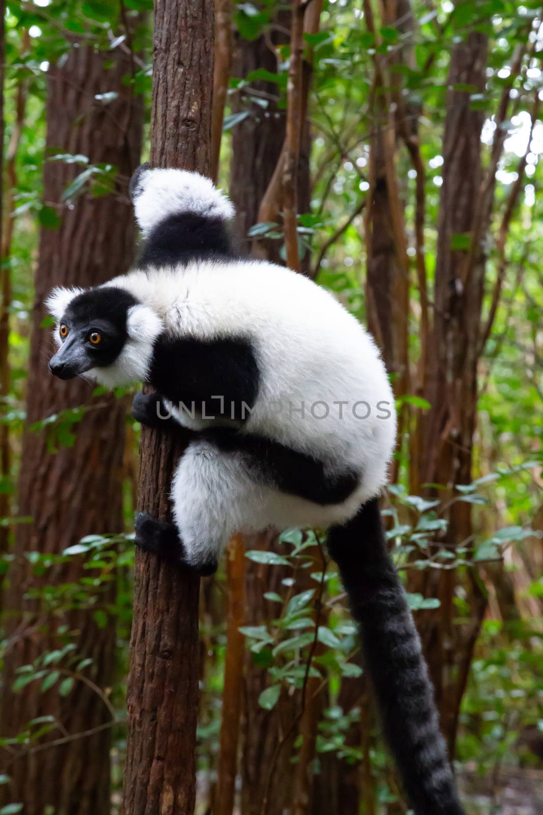 A black and white lemur sits on the branch of a tree by 25ehaag6