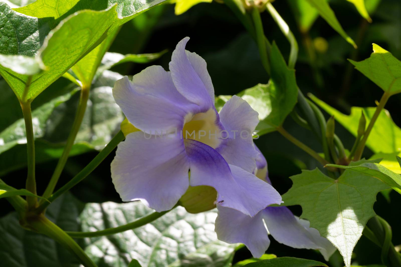 The Exotic flowers of the island of Madagascar